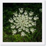 Daucus carota - Wild Carrot -Queen Annes Lace 06-10-04 * 1024 x 1024 * (709KB)